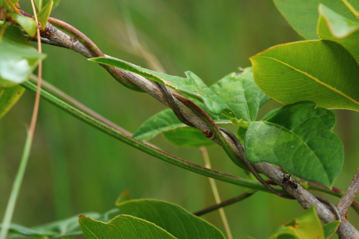 Vigna unguiculata